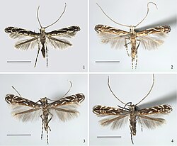 Liocrobyla desmodiella, Liocrobyla lobata, and Liocrobyla indigofera