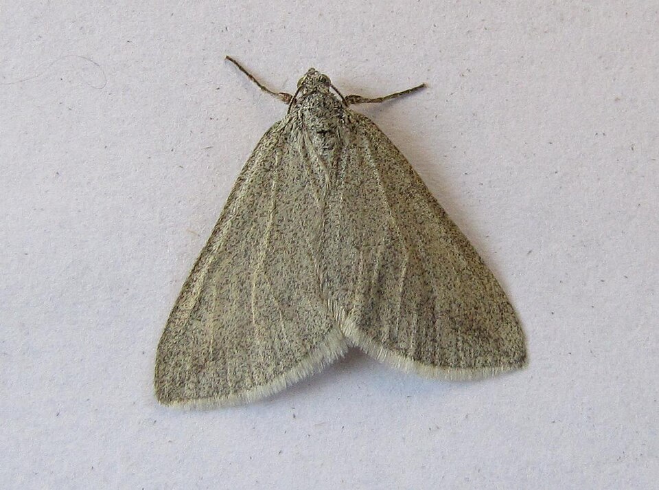 File:Lithostege griseata.jpg