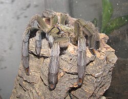 P. cambrigei partly emerged from a vertical cork bark tube in its enclosure, presumably stood in wait of prey.