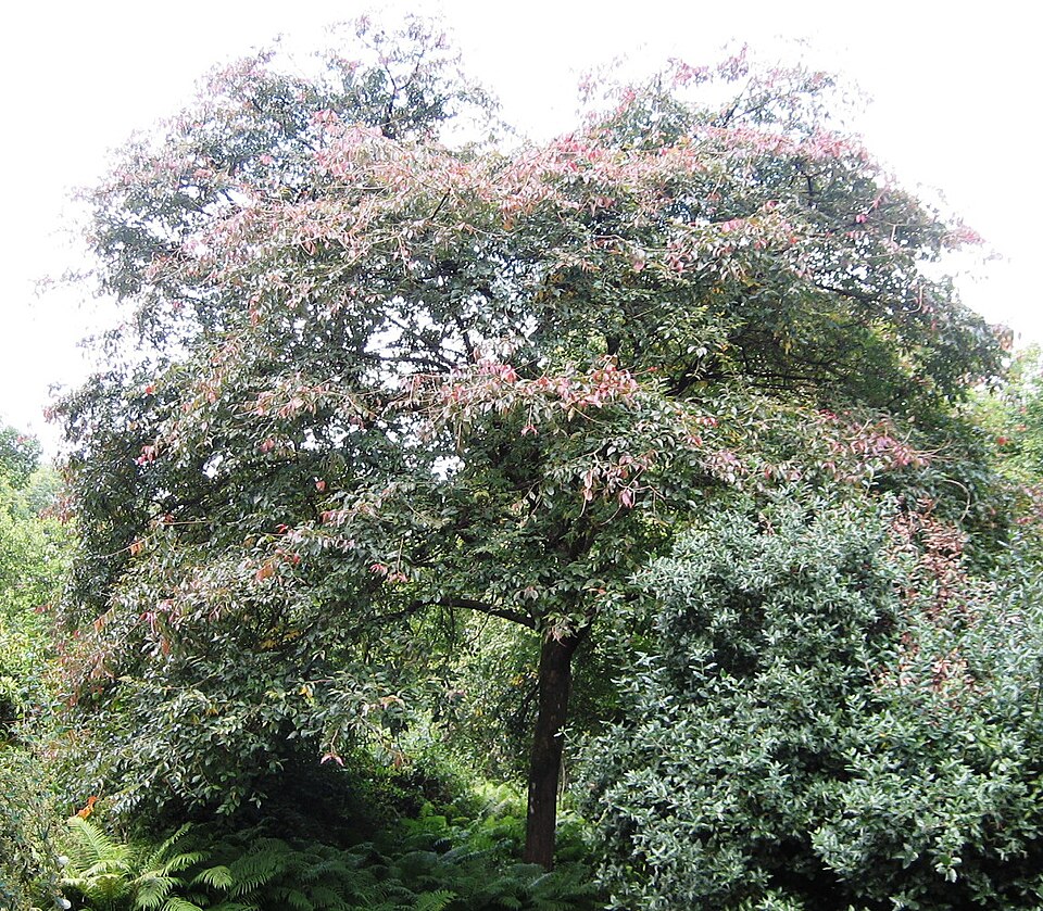 File:RN Jacan (hilliers arboretum ampfield).JPG
