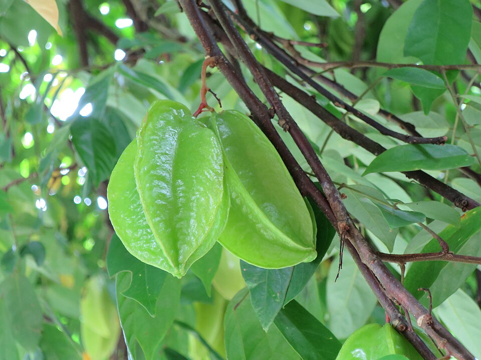 File:Starfruit Kirakira.JPG