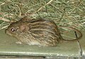 Thumbnail for version as of 21:44, 11 April 2007