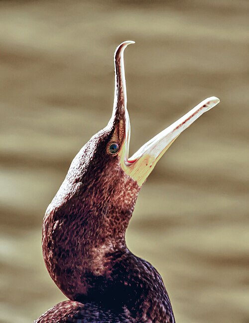 File:Cormorant yawning.jpg