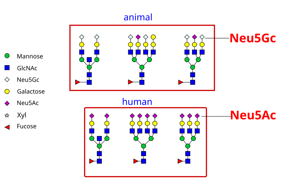 File:Difference between animal and human.svg