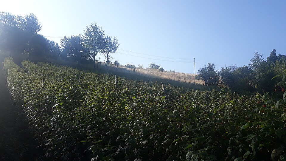 File:Donji Lipovac (Brus) (12).jpg