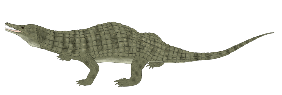 File:Doswellia kaltenbachi life restoration.png