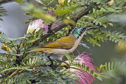Green-headed sunbird Cyanomitra verticalis ♀ Ghana