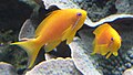 Image 52The sea goldie is an anthias. They are hermaphrodite, and swim in "harems". (from Coastal fish)
