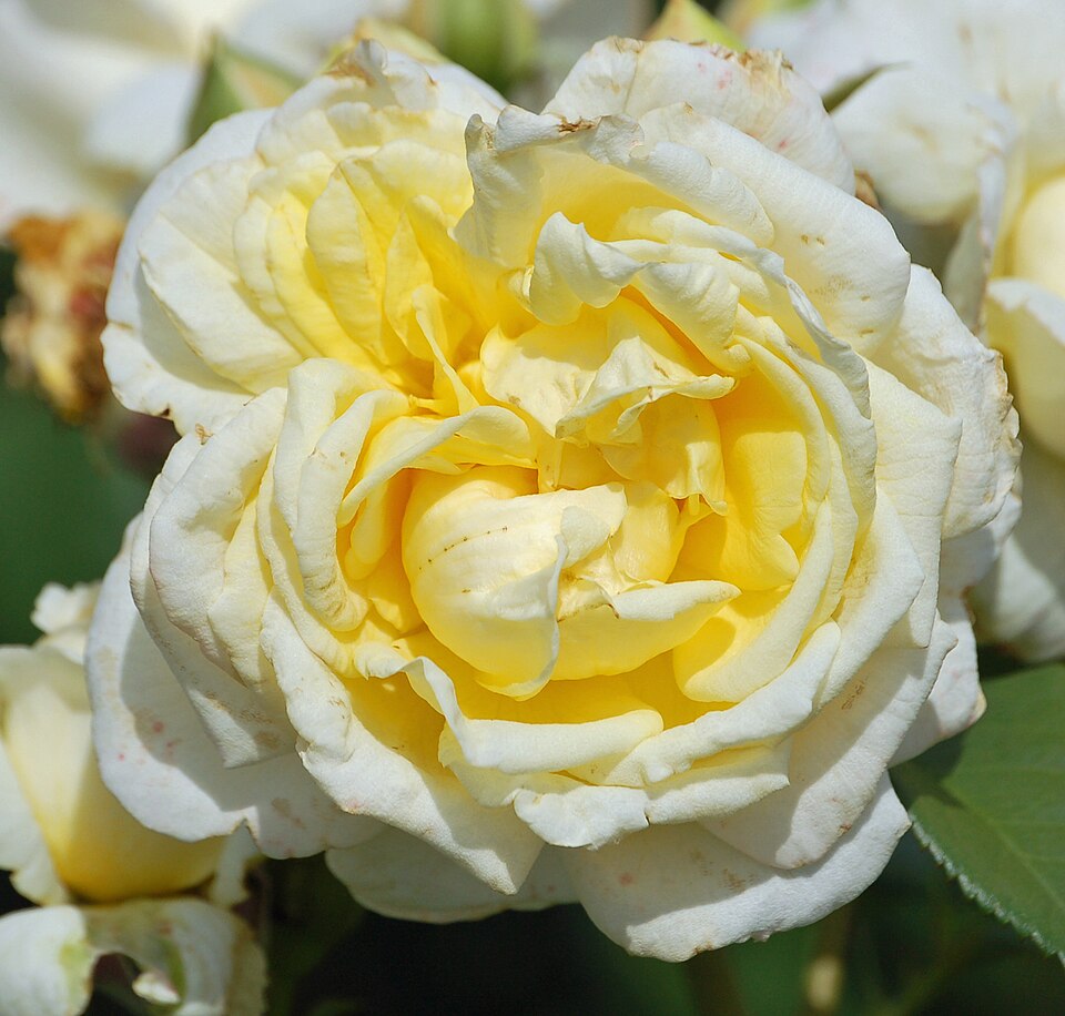 File:Karl-Ploberger-Rose (Kordes 2007) 02.jpg