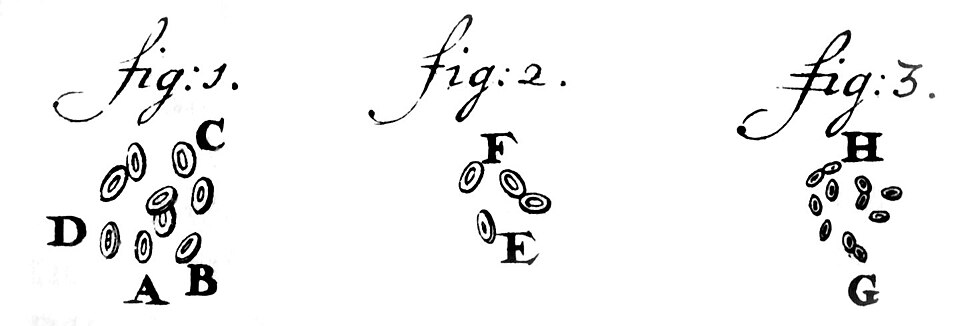 File:Leeuwenhoek1719RedBloodCells.jpg