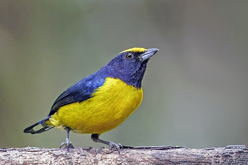 Orange-bellied euphonia Euphonia xanthogaster quitensis Ecuador