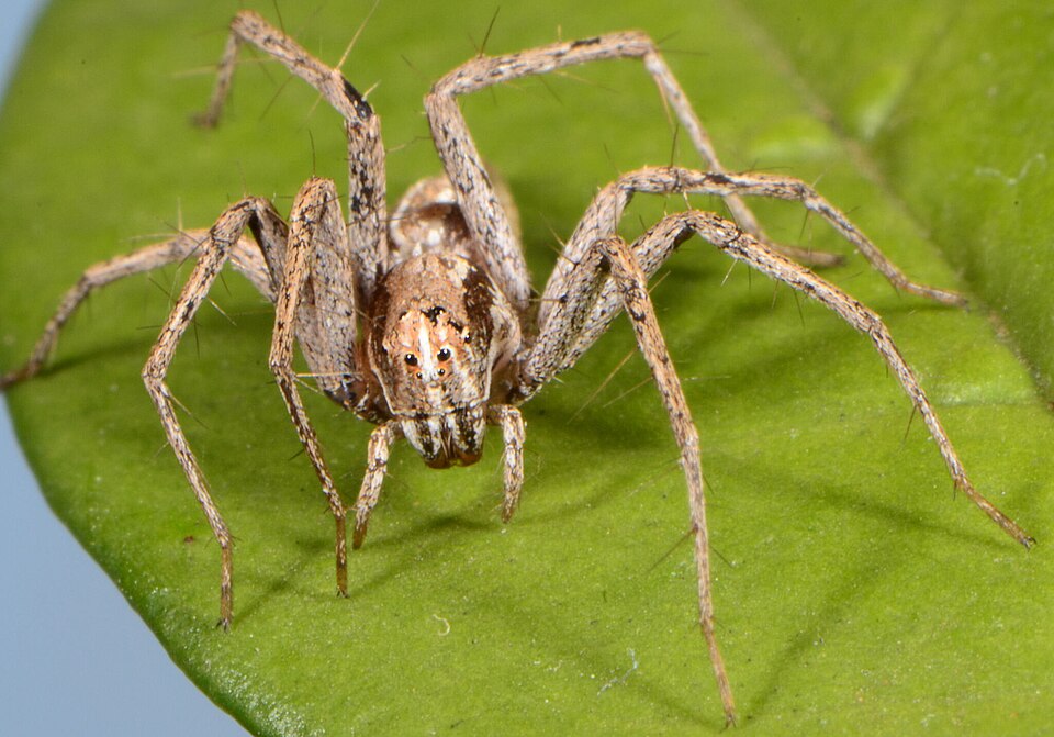 File:Oxyopes jacksoni 309653600 558801436.jpg