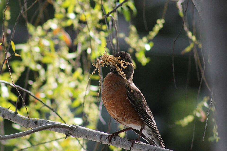 File:Robin with nest-making materials.jpg