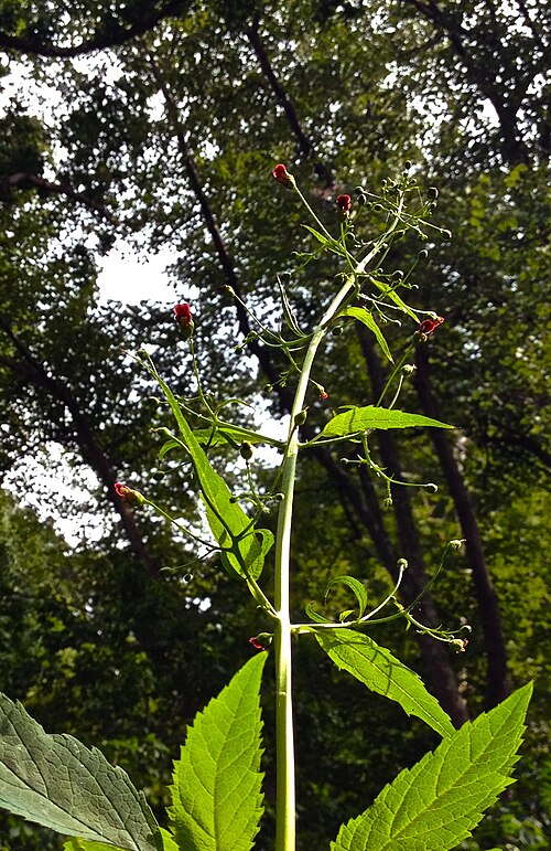 File:Scrophularia marilandica - Eastern Figwort.jpg