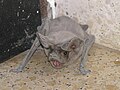 Thumbnail for version as of 13:56, 5 March 2011