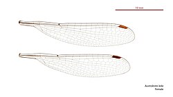 Female wings