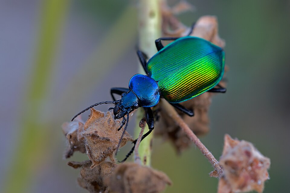 File:Calosoma sycophanta+Sardinien-2009-Thomas Huntke.jpg