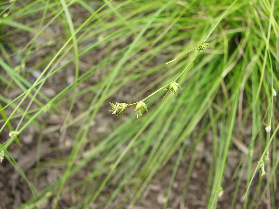 File:Carex appalachica fruiting.JPG