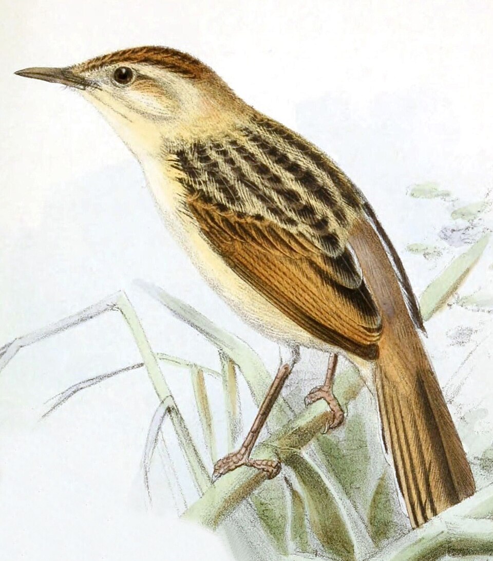 File:Cisticola marginatus 1869.jpg
