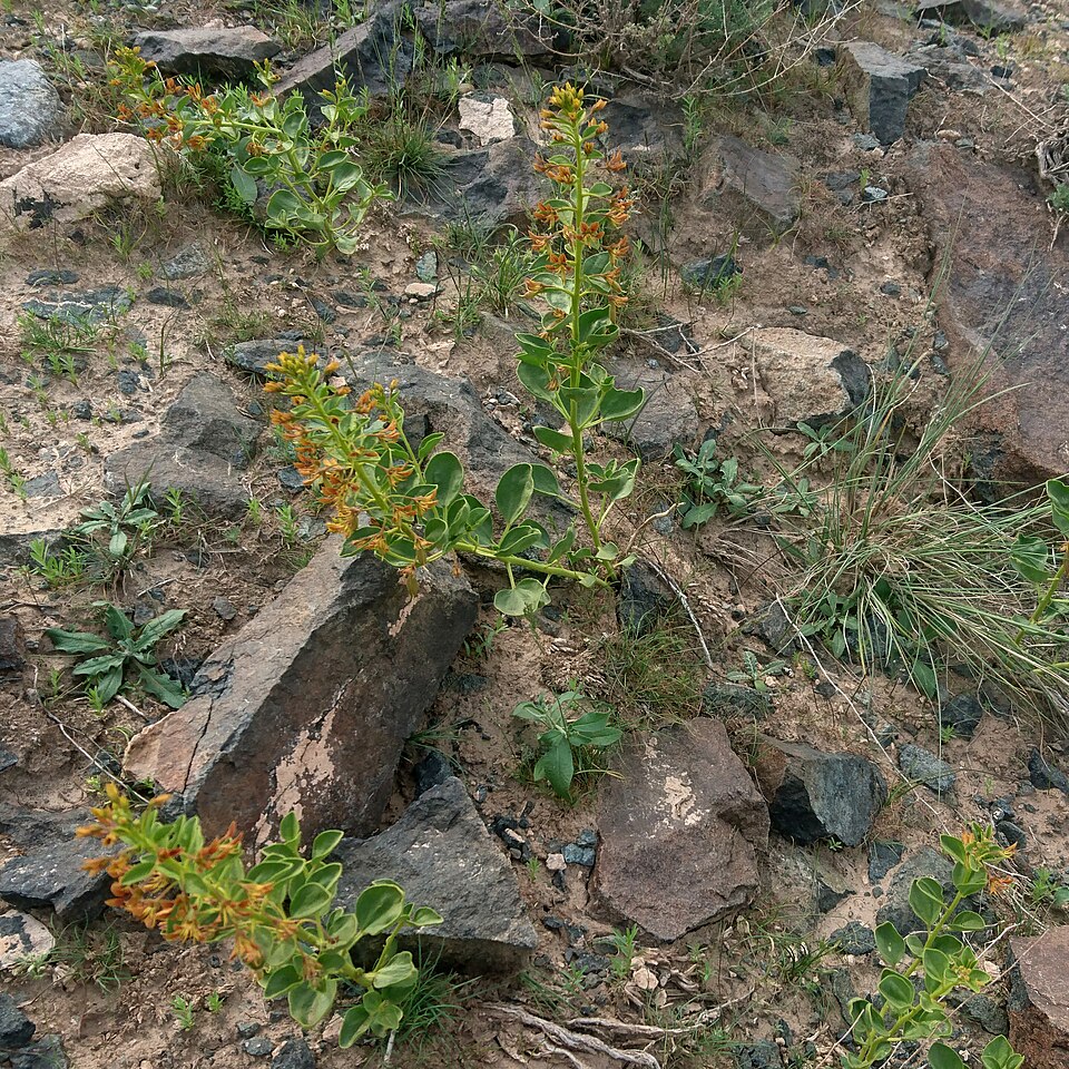 File:Cleome coluteoides absnd 02.jpg