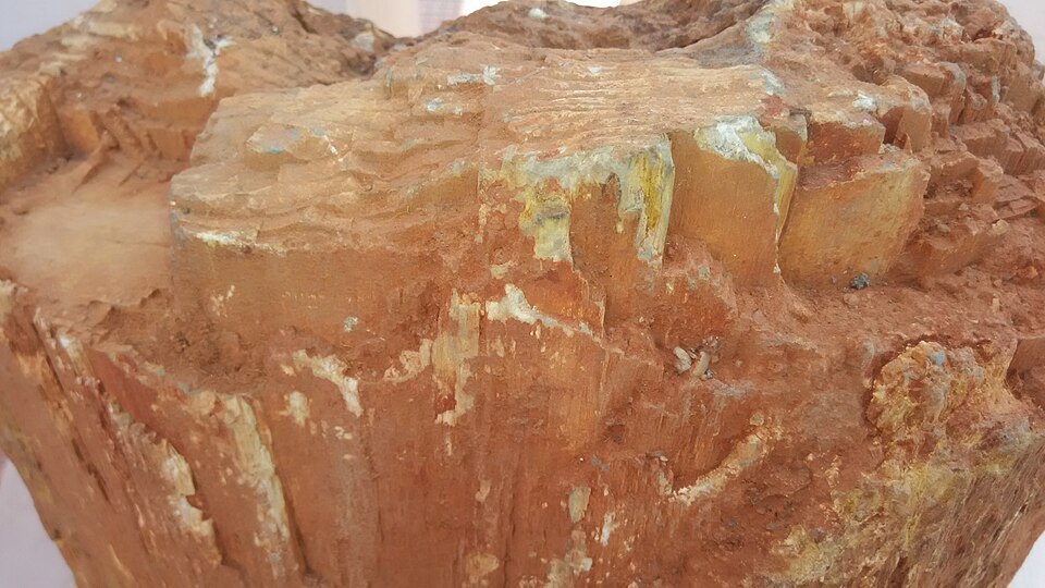 File:Clouseup of Wood Fossil-Thirvakkarai, Tamil Nadu.jpg