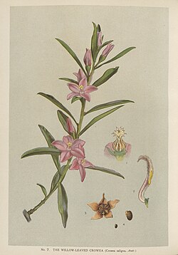 illustration of a flowering plant