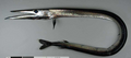Antarctic daggertooth