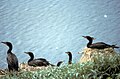 Nesting, Alaska Maritime National Wildlife Refuge
