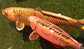 koi scale patterns