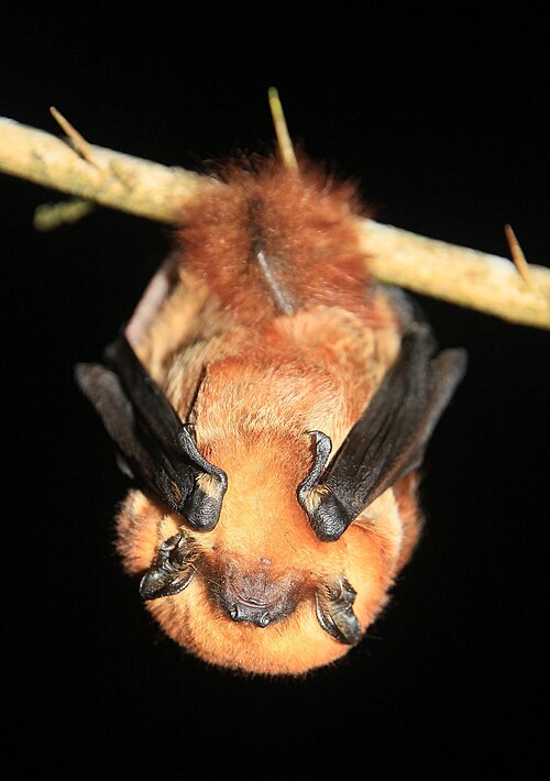 File:Lasiurus varius 2450267.jpg