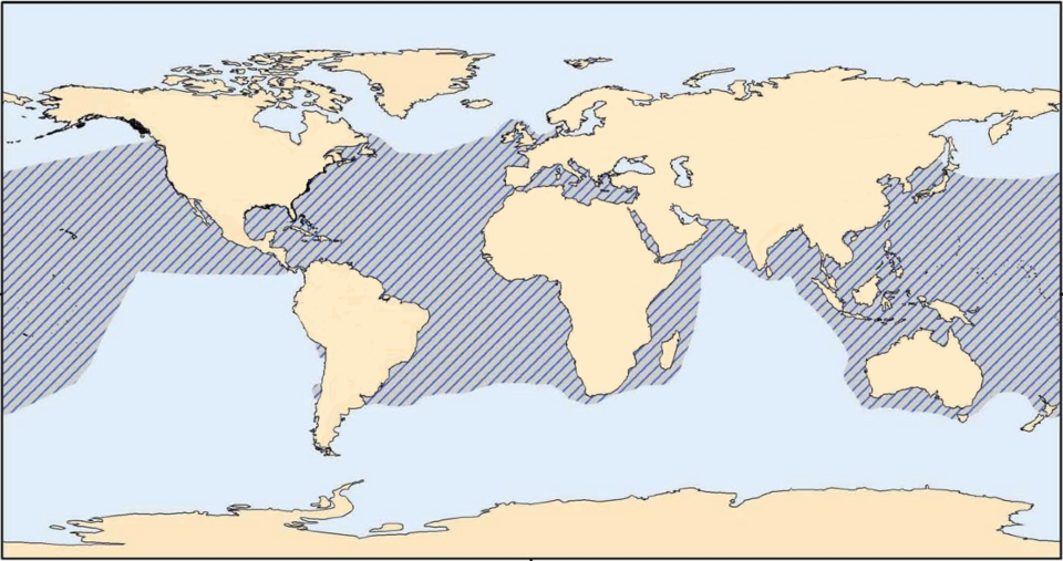 File:Loggerhead turtle.png