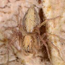 female