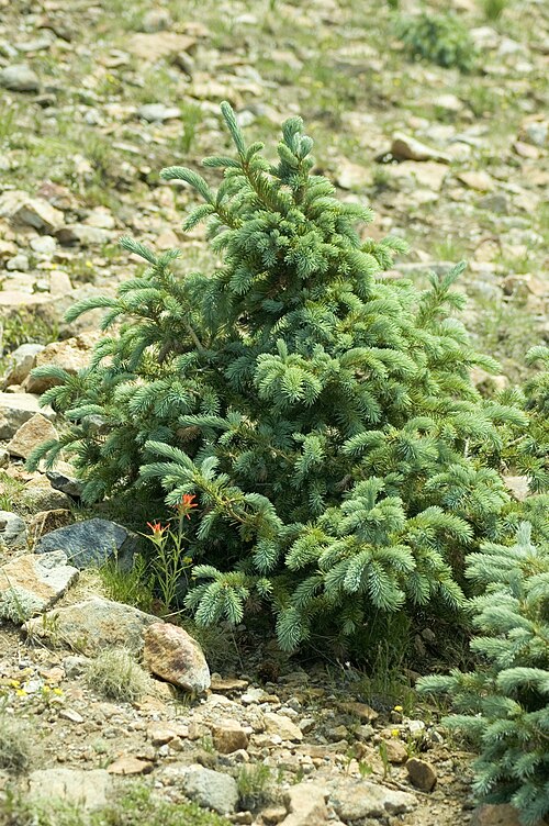 File:Picea engelmannii Sierra Blanca NM.jpg