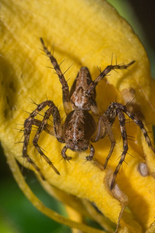 File:Western Lynx Spider (Oxyopes scalaris).jpg