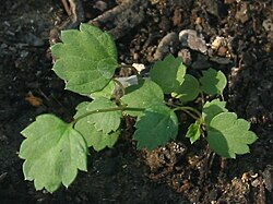 Young leaves < 61 days >