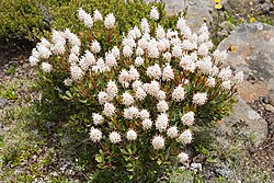 flowering plant