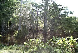 Pond in the Big Cypress National Preserve