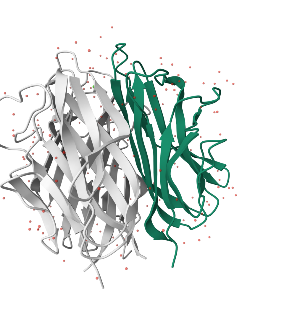 File:Complement c1q subcomponent subunit A 1PK6.png