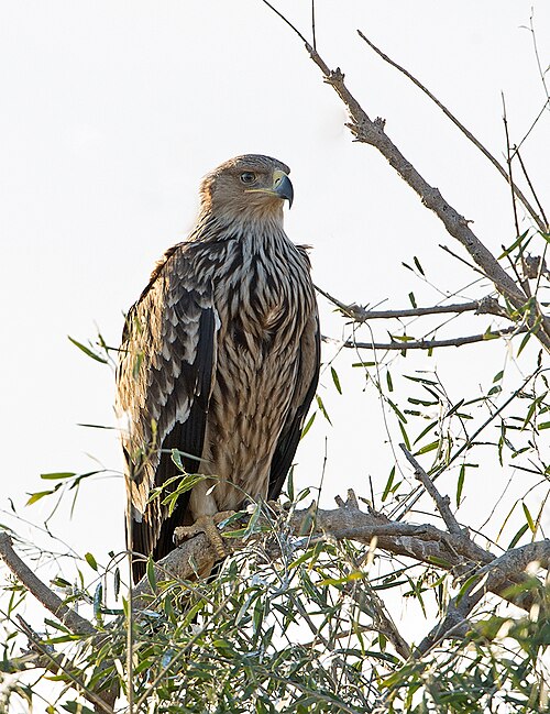 File:Eastern Imperial Eagle (31083627027).jpg