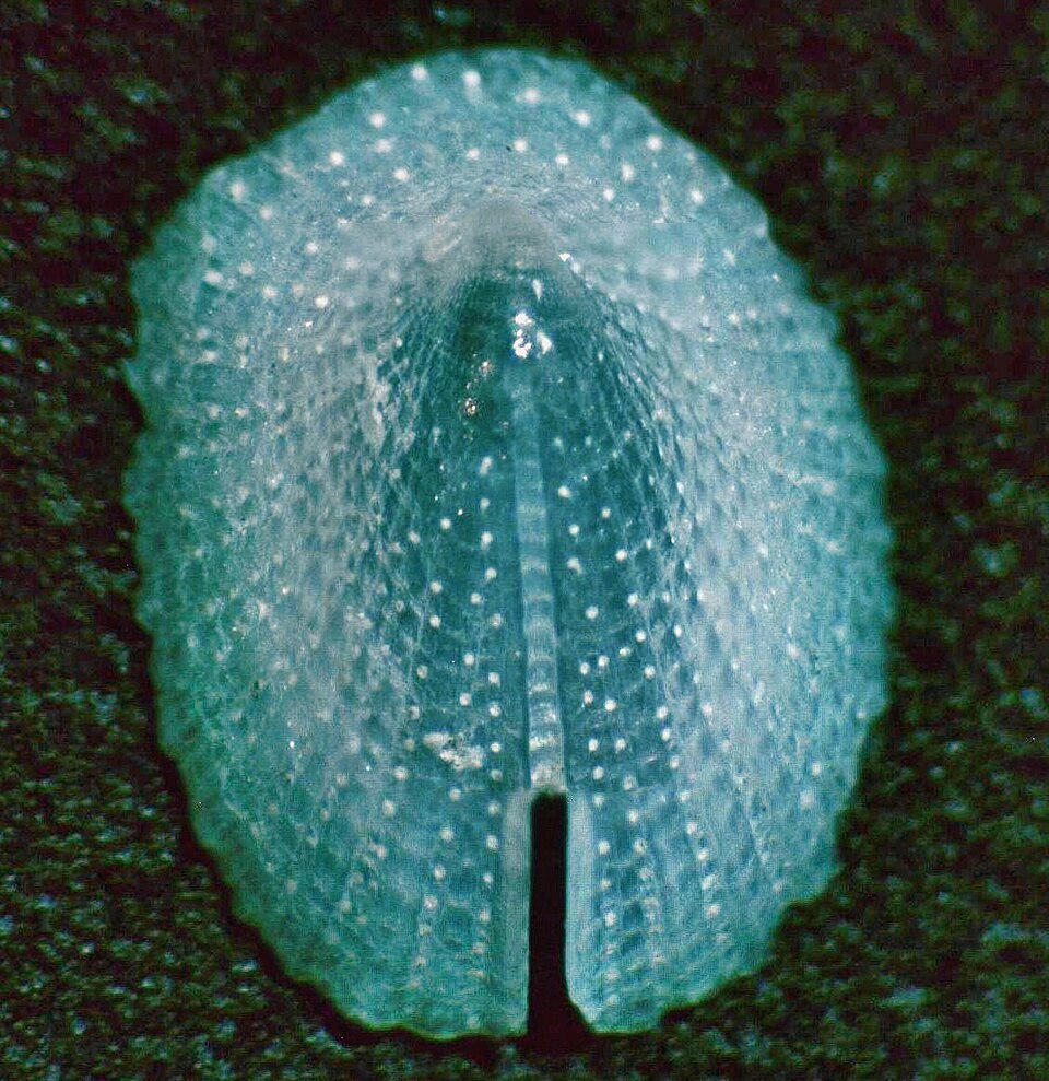 File:Emarginula solidula001.jpg