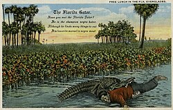 Alligator with Black man in his jaws; card caption is "Free lunch in the Fla. Everglades"; full text of "The Florida Gator" poem is "Have you met the Florida Gator? He is the champion negro hater Although he finds many things to eat his favorite morsel is Negro meat"