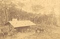 Hermann Rieck’s homestead, c. 1890