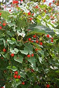 Ipomoea hederifolia