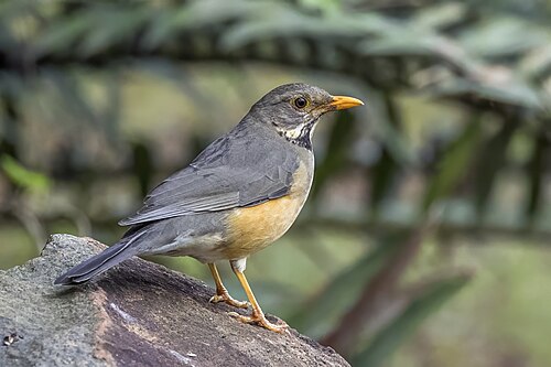 Kurrichane thrush Turdus libonyana Eswatini