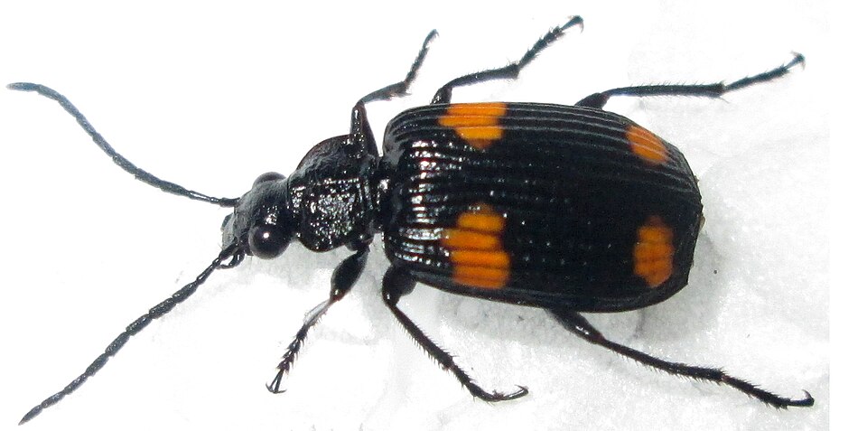 File:Matabele miranda - inat 13652284.jpg