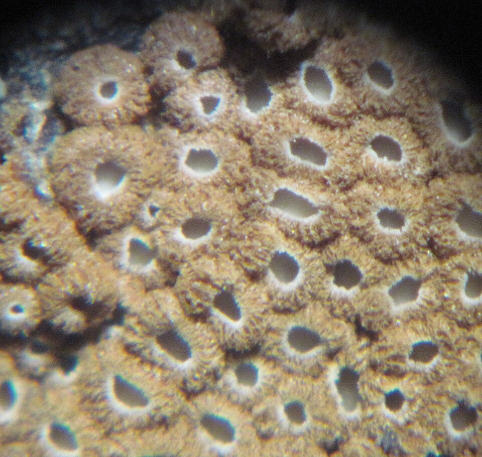 File:Merismodes fasciculata 82199.jpg