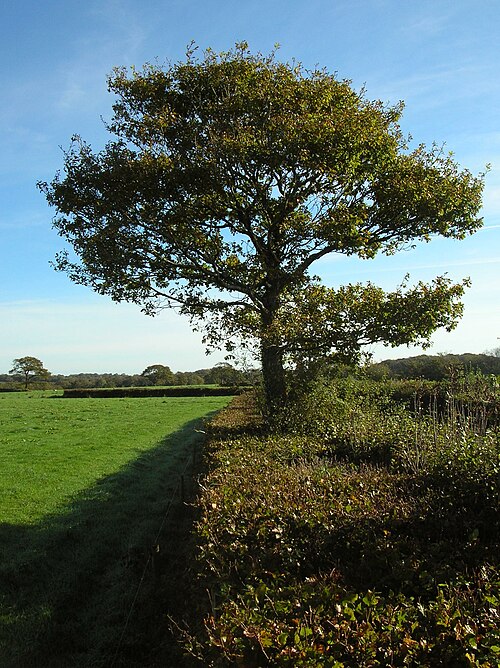 File:Oak and beech hedgerow.jpg