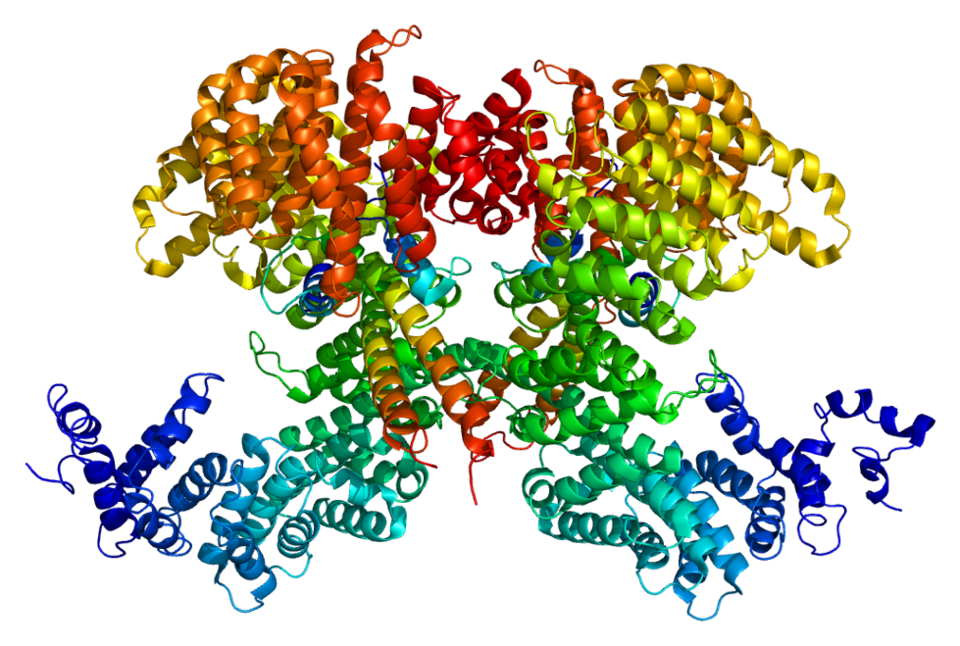 File:Protein SREBF2 PDB 1ukl.png