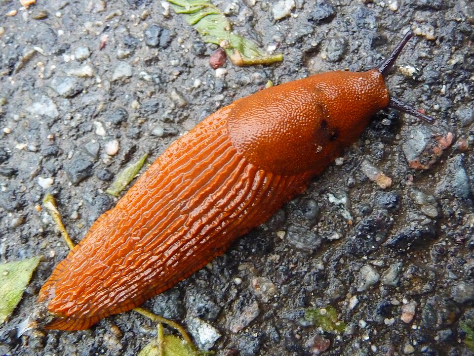 File:Red slug (Arion rufus).JPG