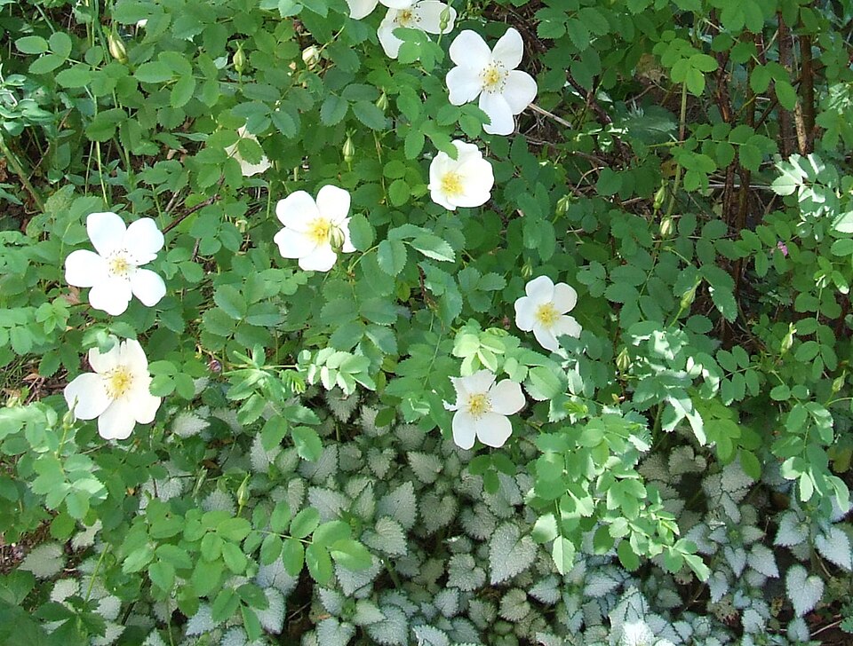 File:Rosa spinosissima (Rosa Altaica).jpg